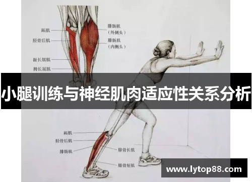 小腿训练与神经肌肉适应性关系分析